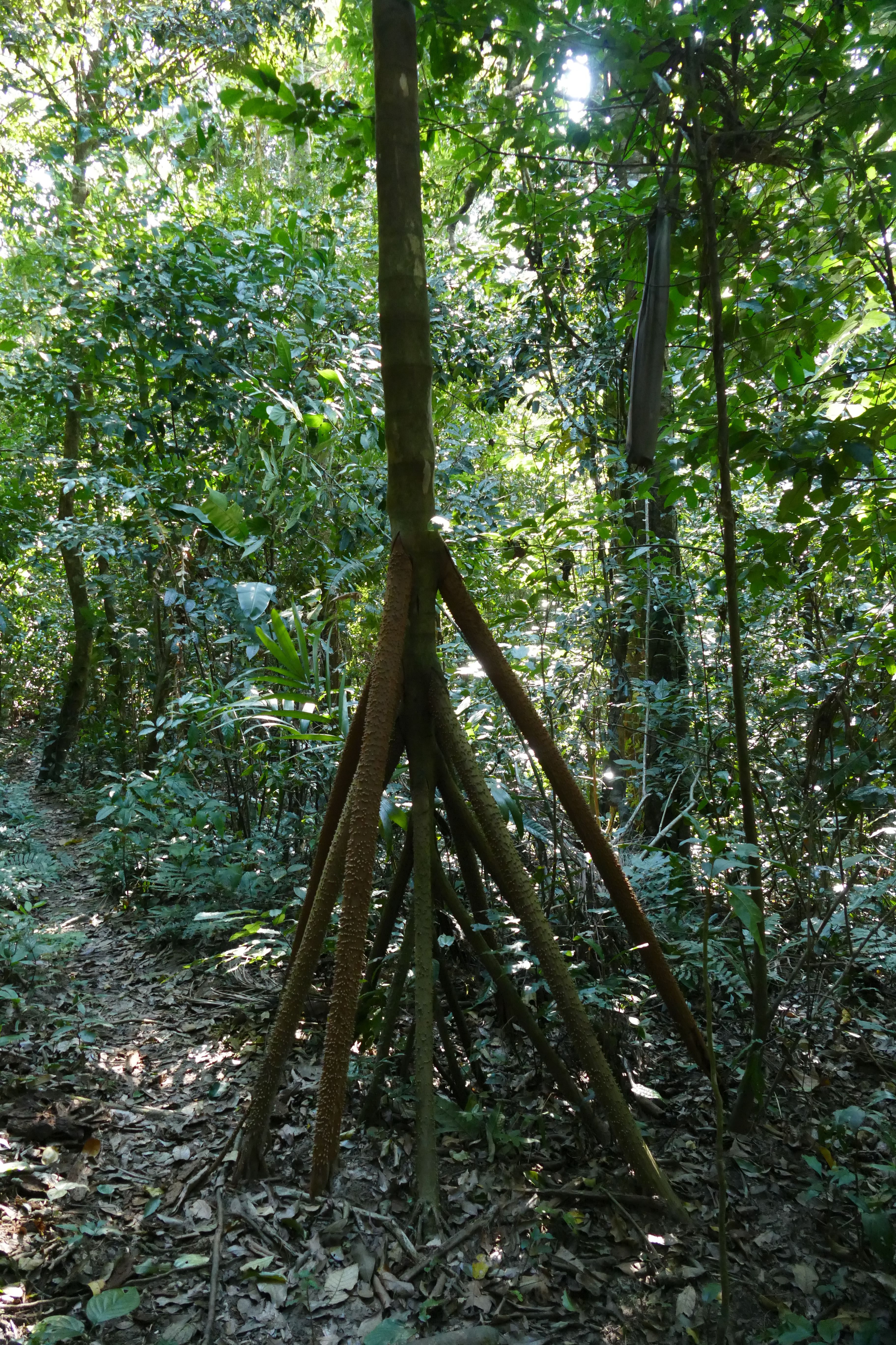 P1240157santa cruz komp