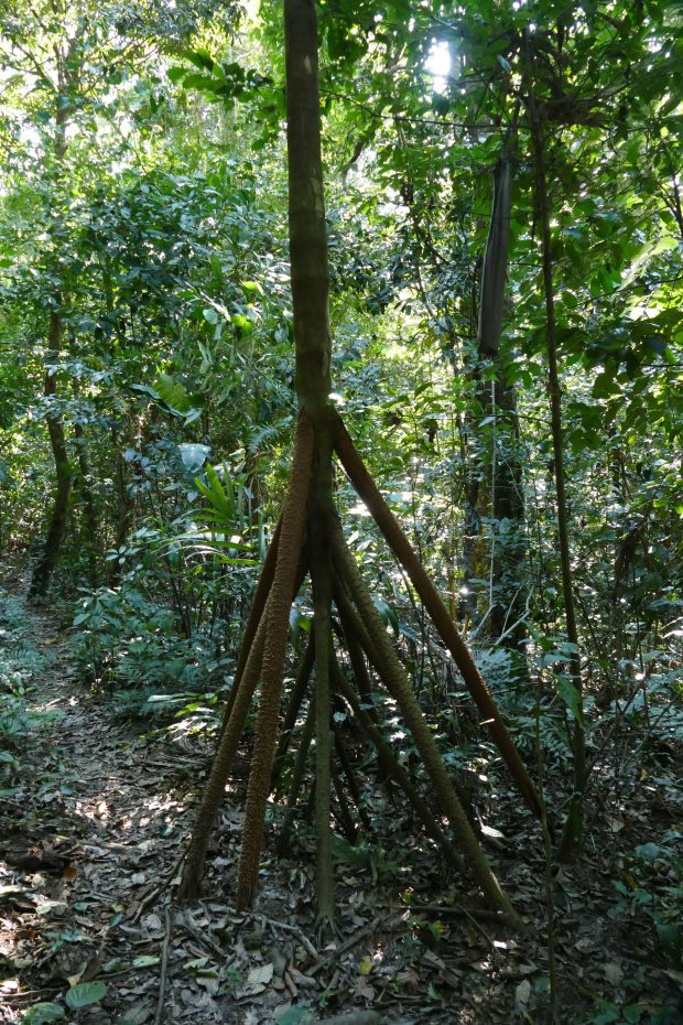 P1240157santa cruz komp