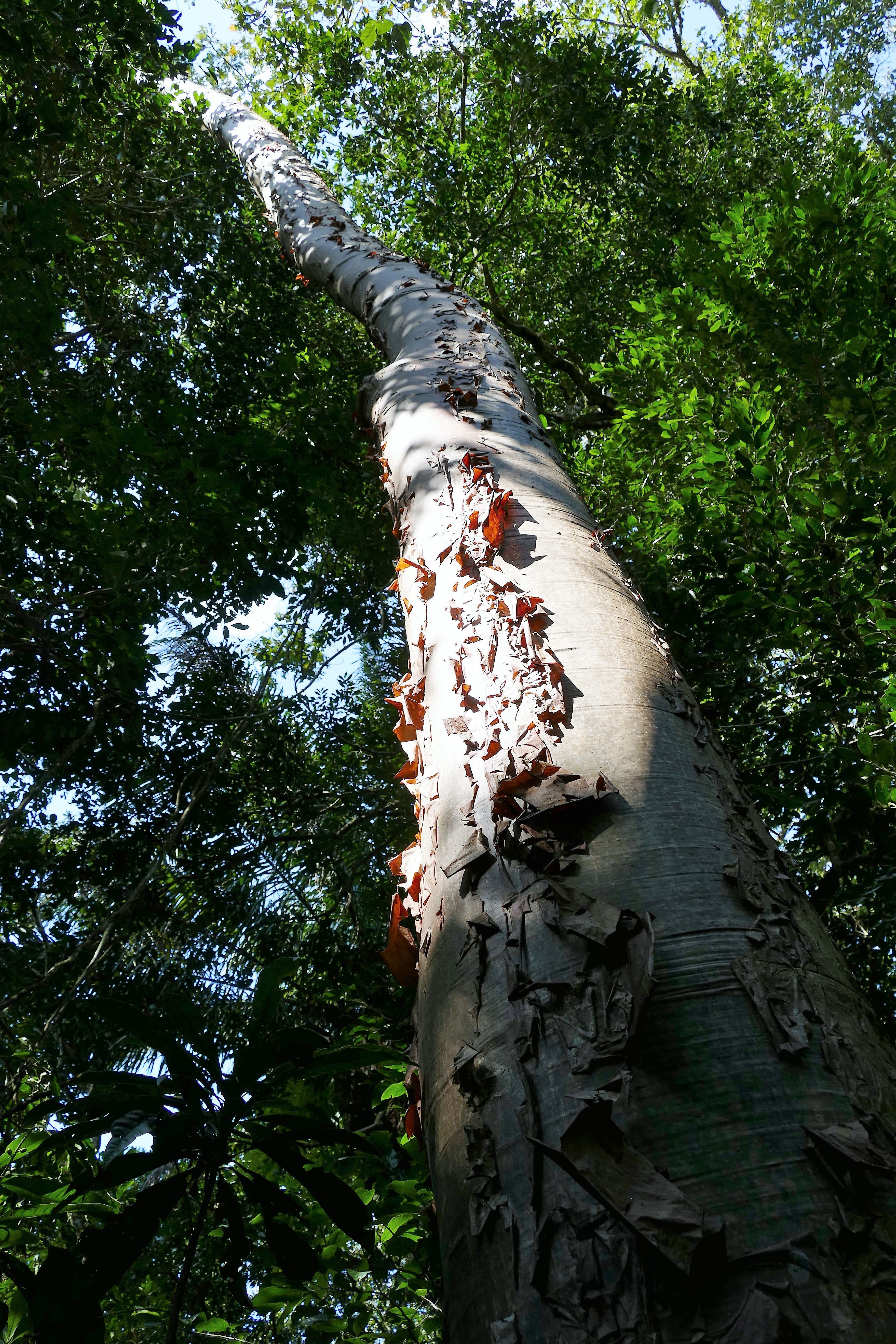 P1240312santa cruz komp