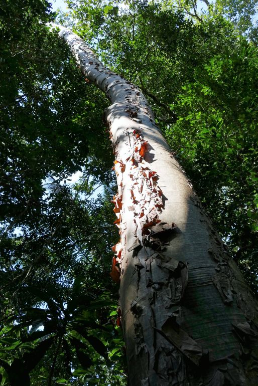 P1240312santa cruz komp