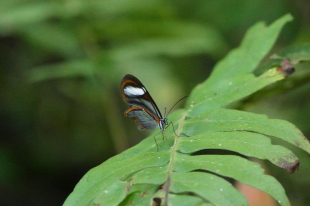 P1240322santa cruz komp