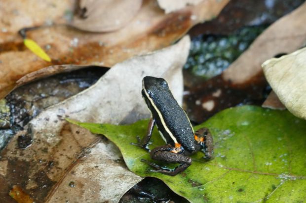 P1240337santa cruz komp