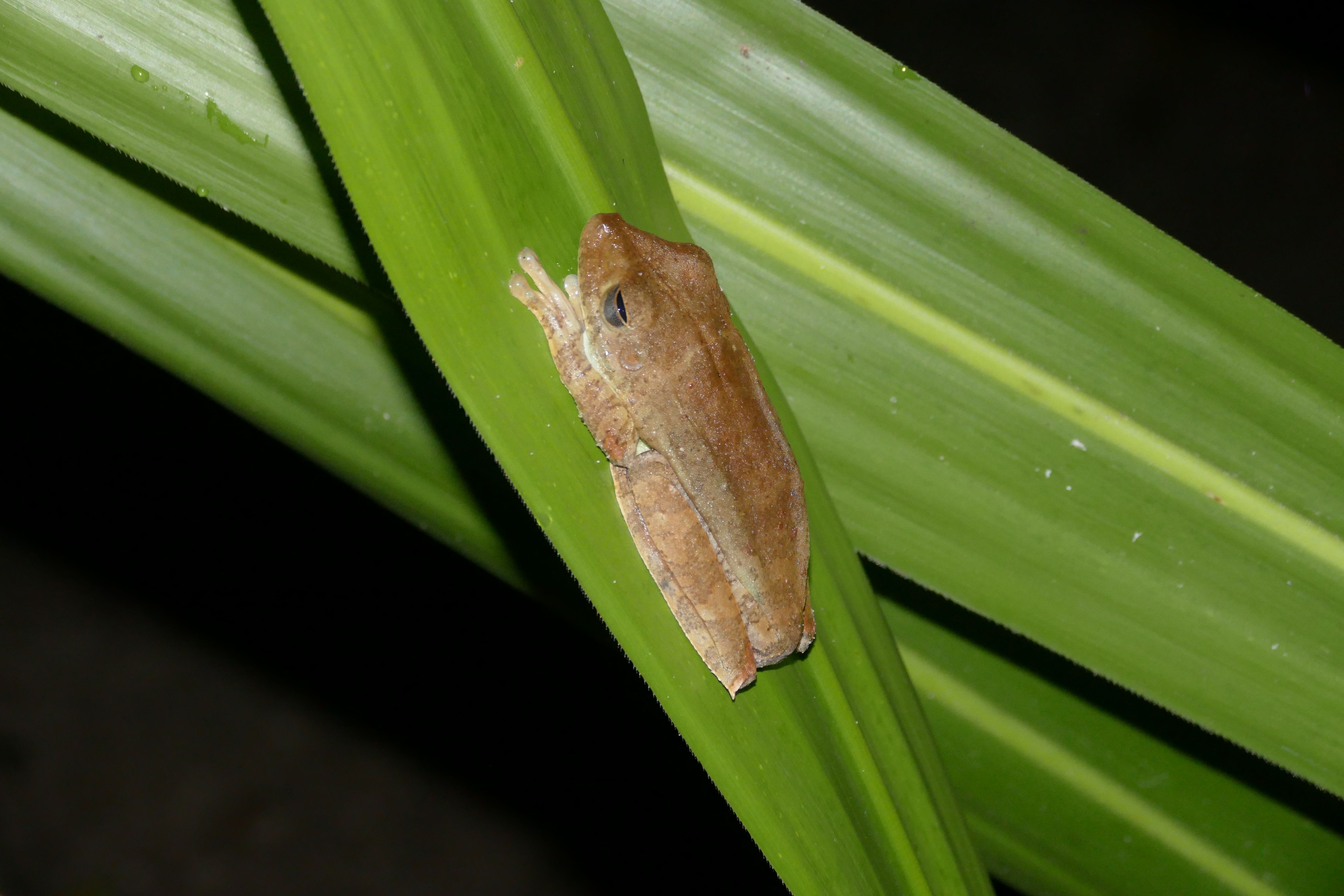 P1240382santa cruz komp