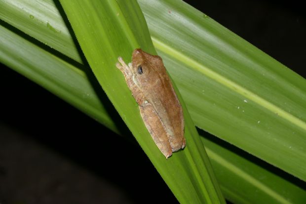 P1240382santa cruz komp