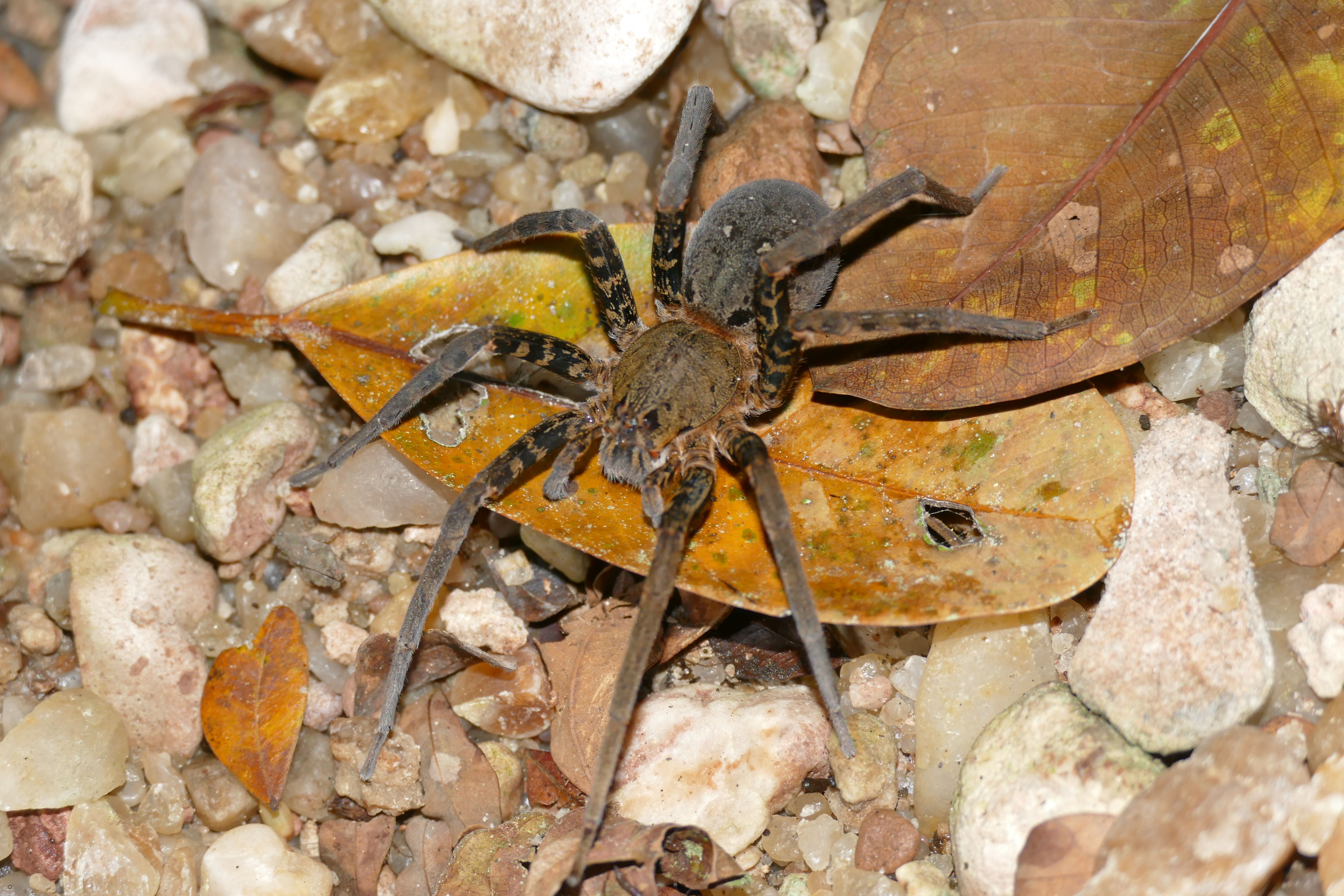 P1240424santa cruz komp