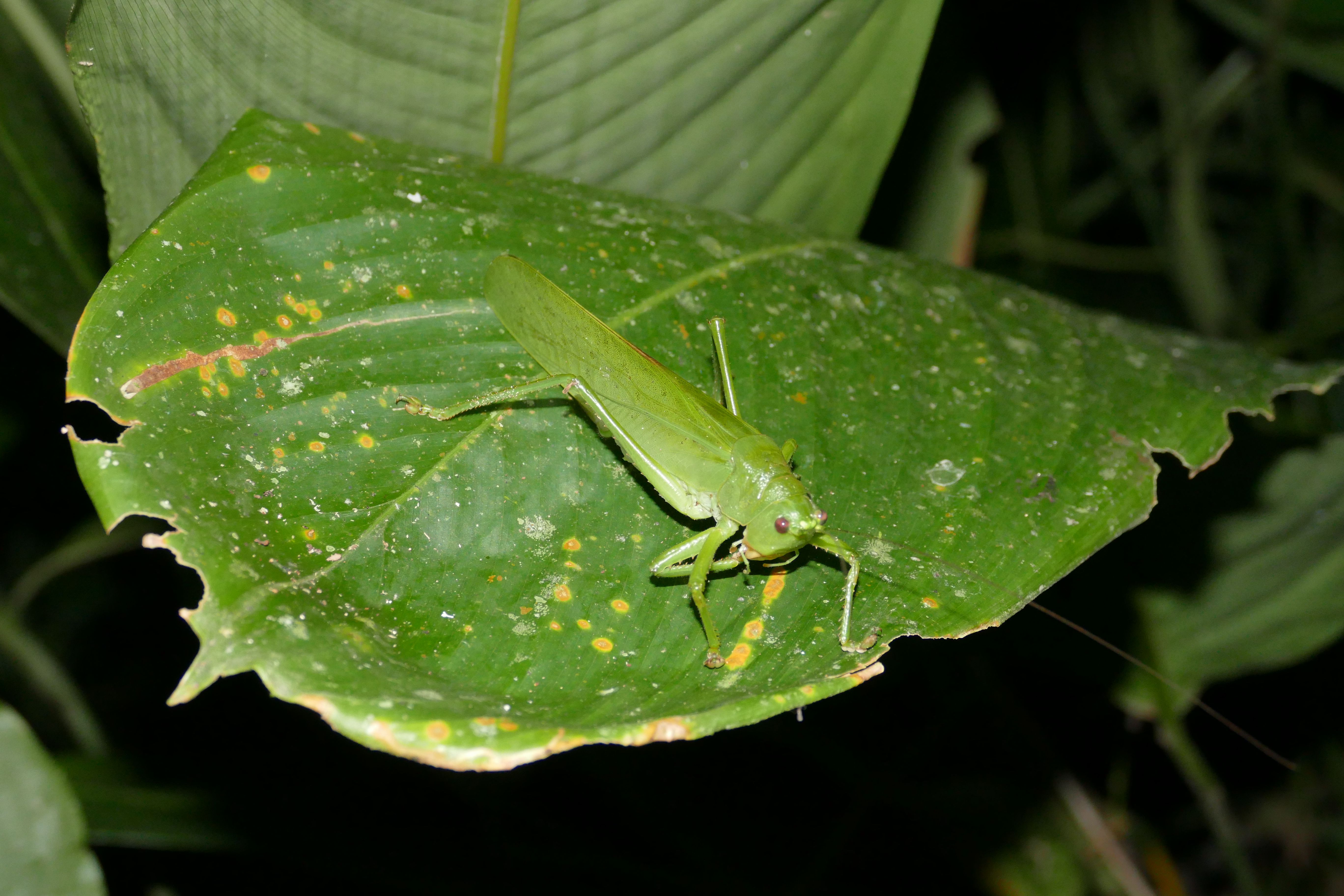 P1240440santa cruz komp