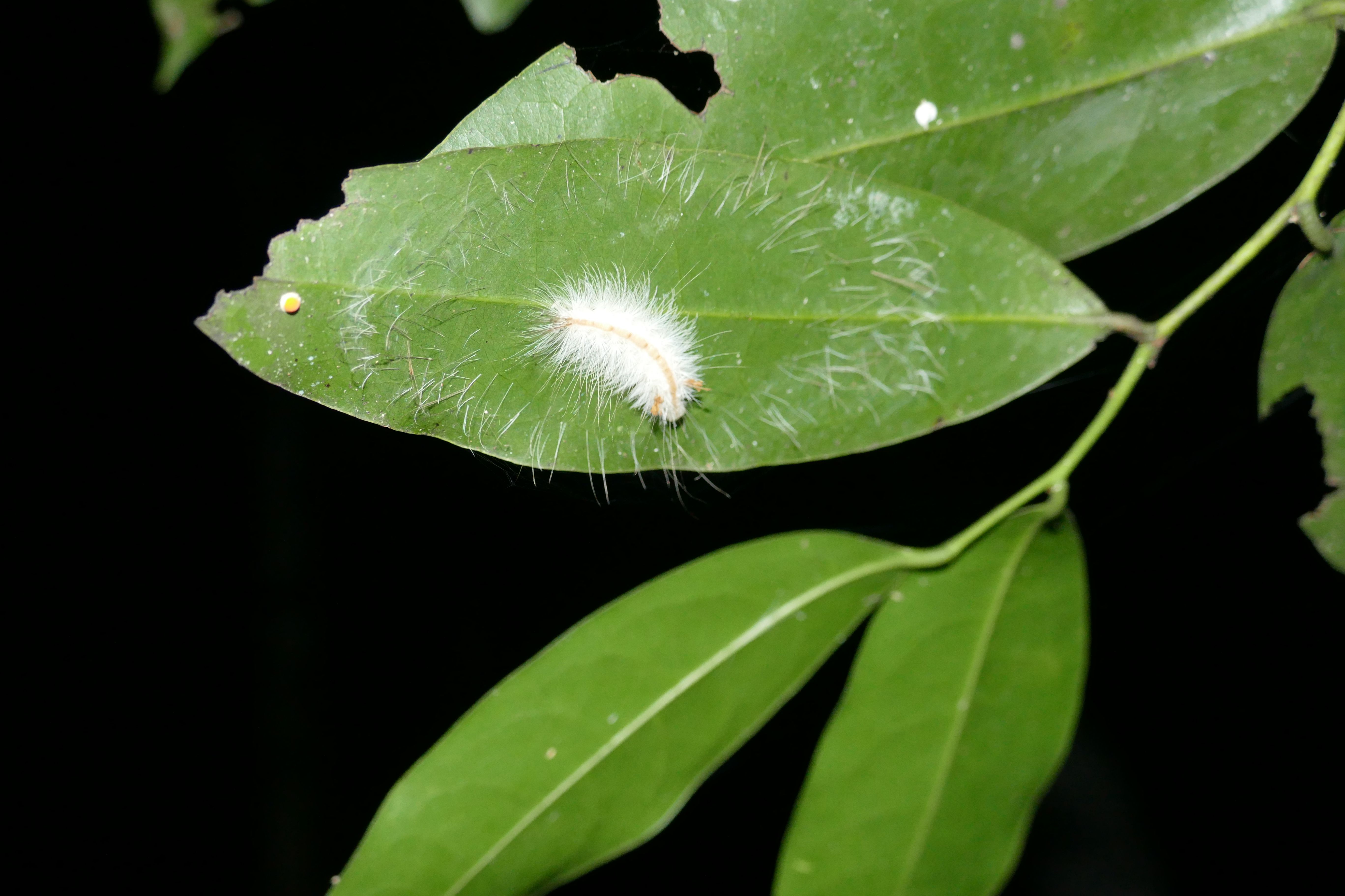 P1240451santa cruz komp
