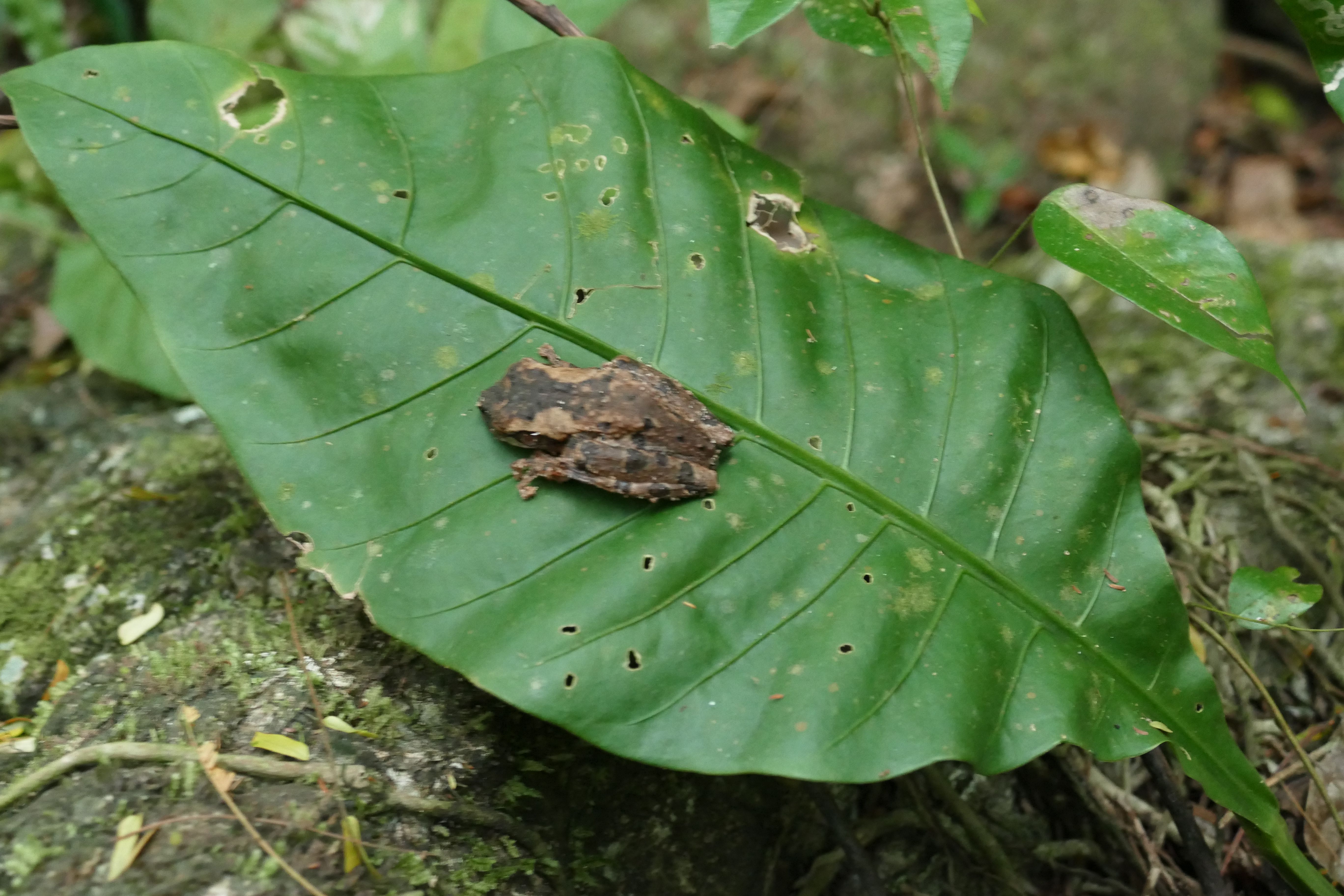 P1240472santa cruz komp