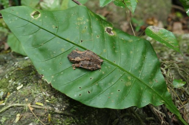 P1240472santa cruz komp