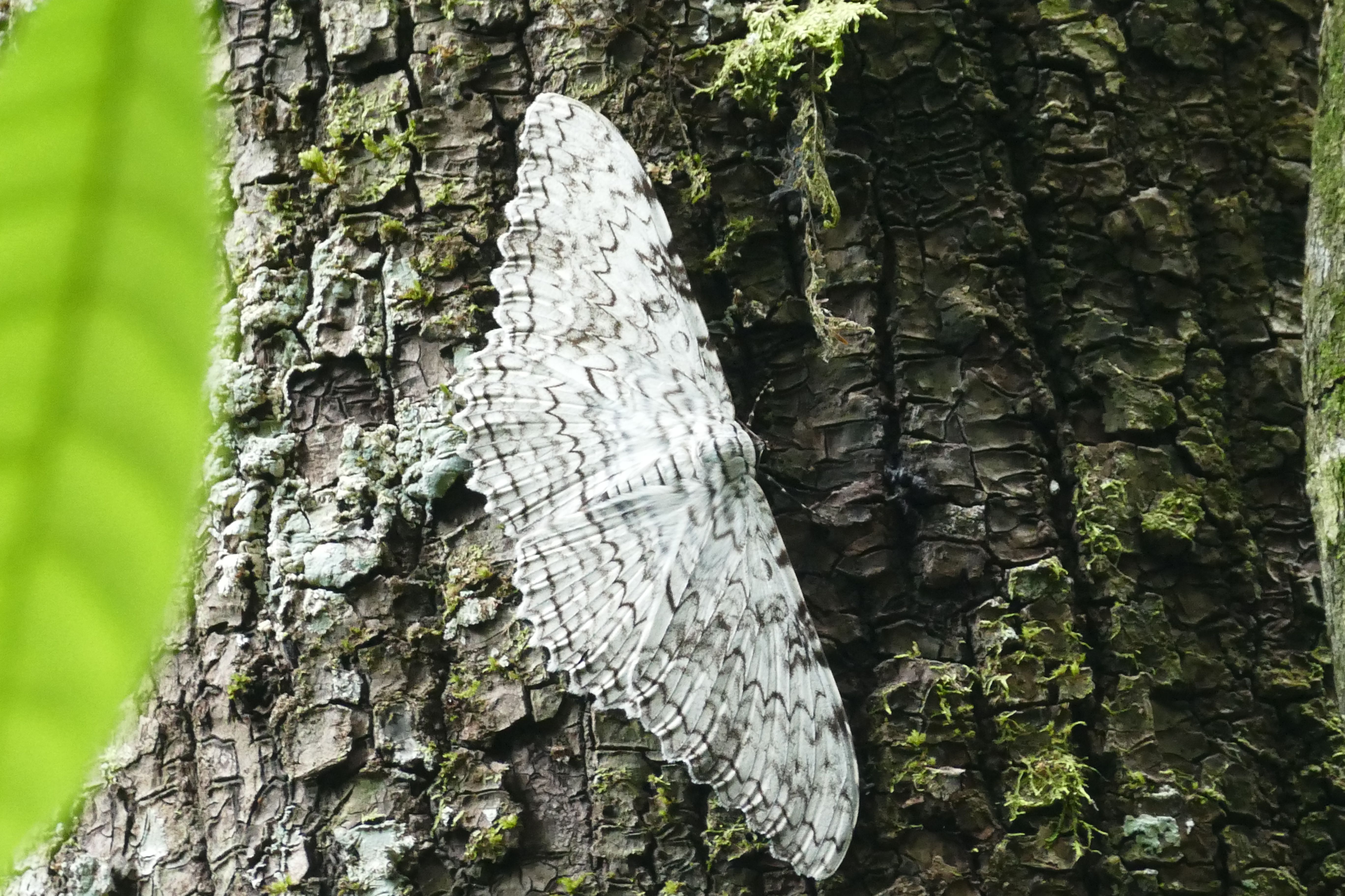 P1240521santa cruz komp