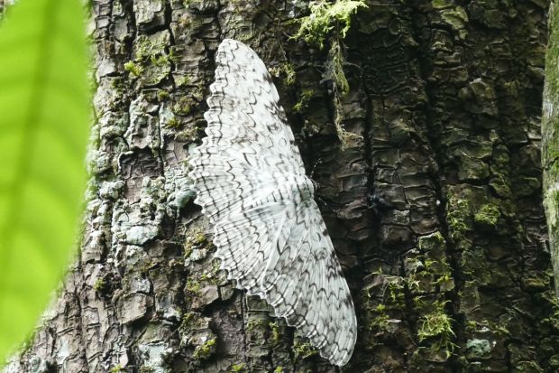 P1240521santa cruz komp