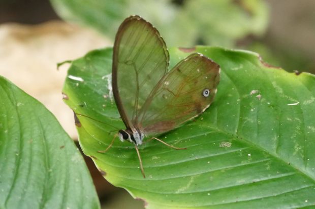 P1240525santa cruz komp