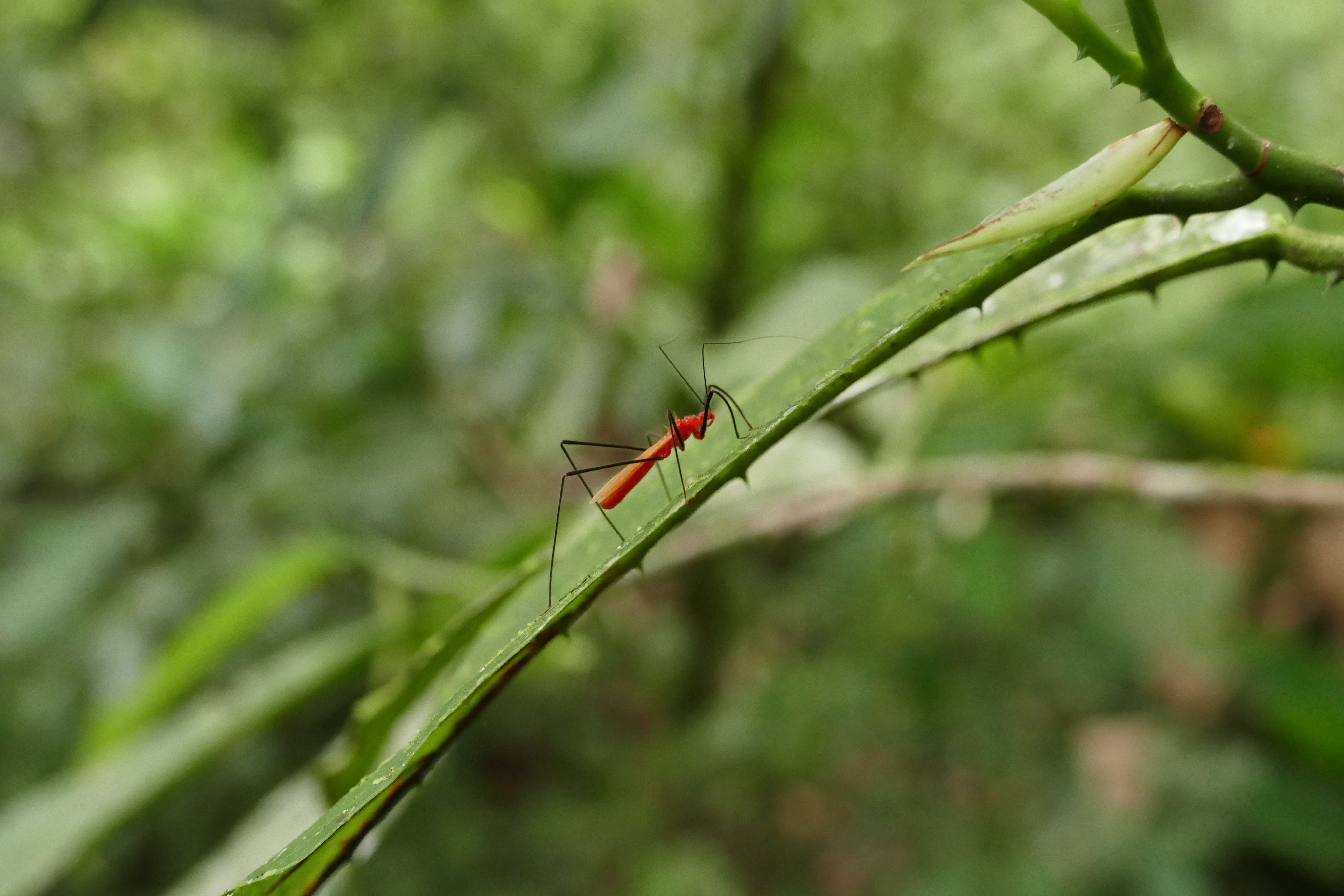 P1240533santa cruz komp