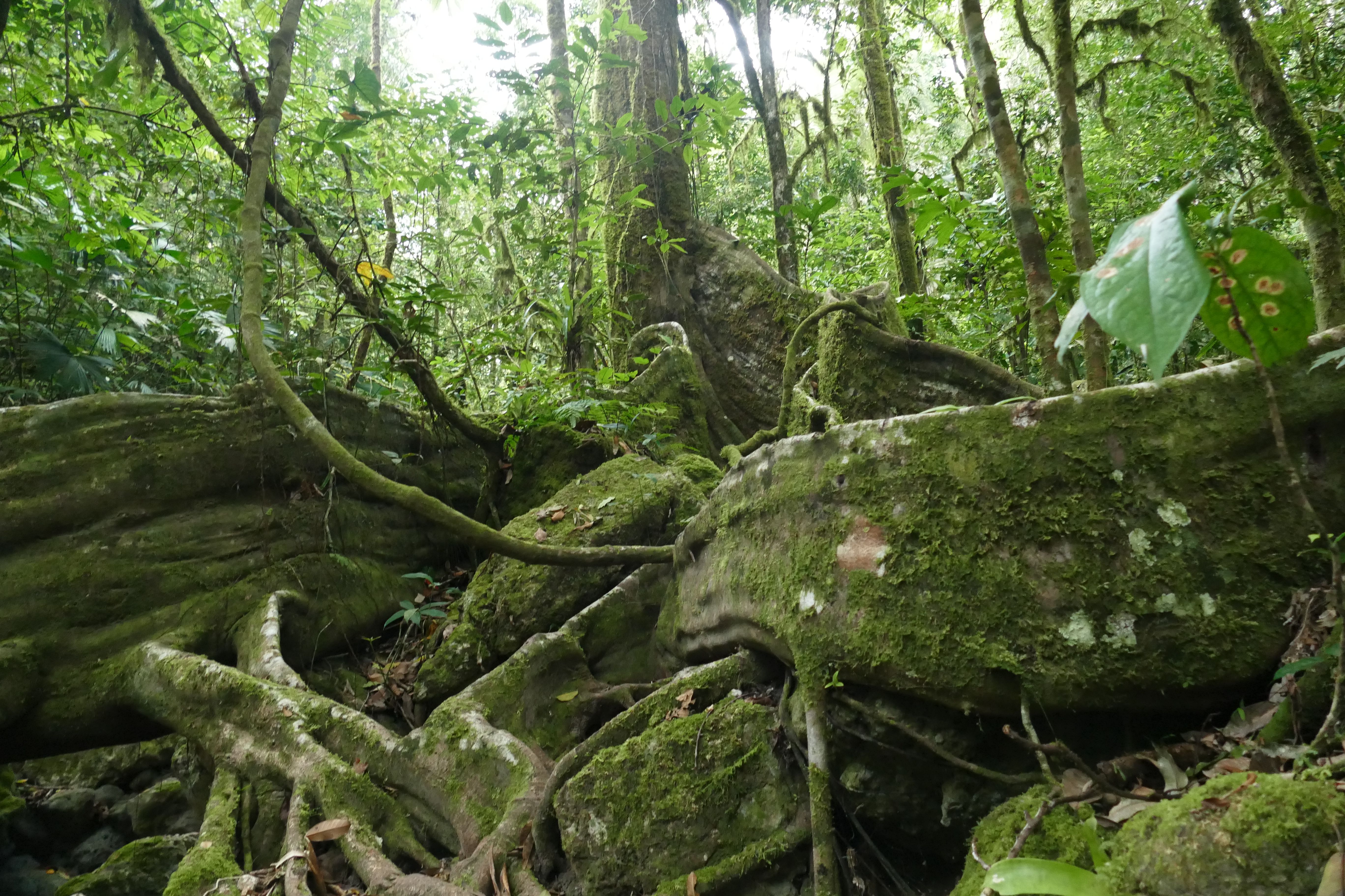 P1240541santa cruz komp