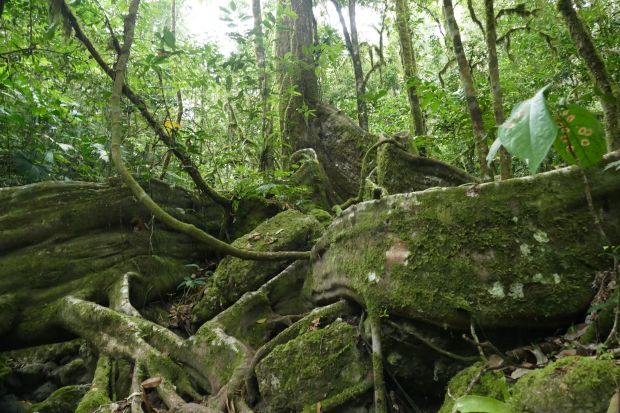 P1240541santa cruz komp