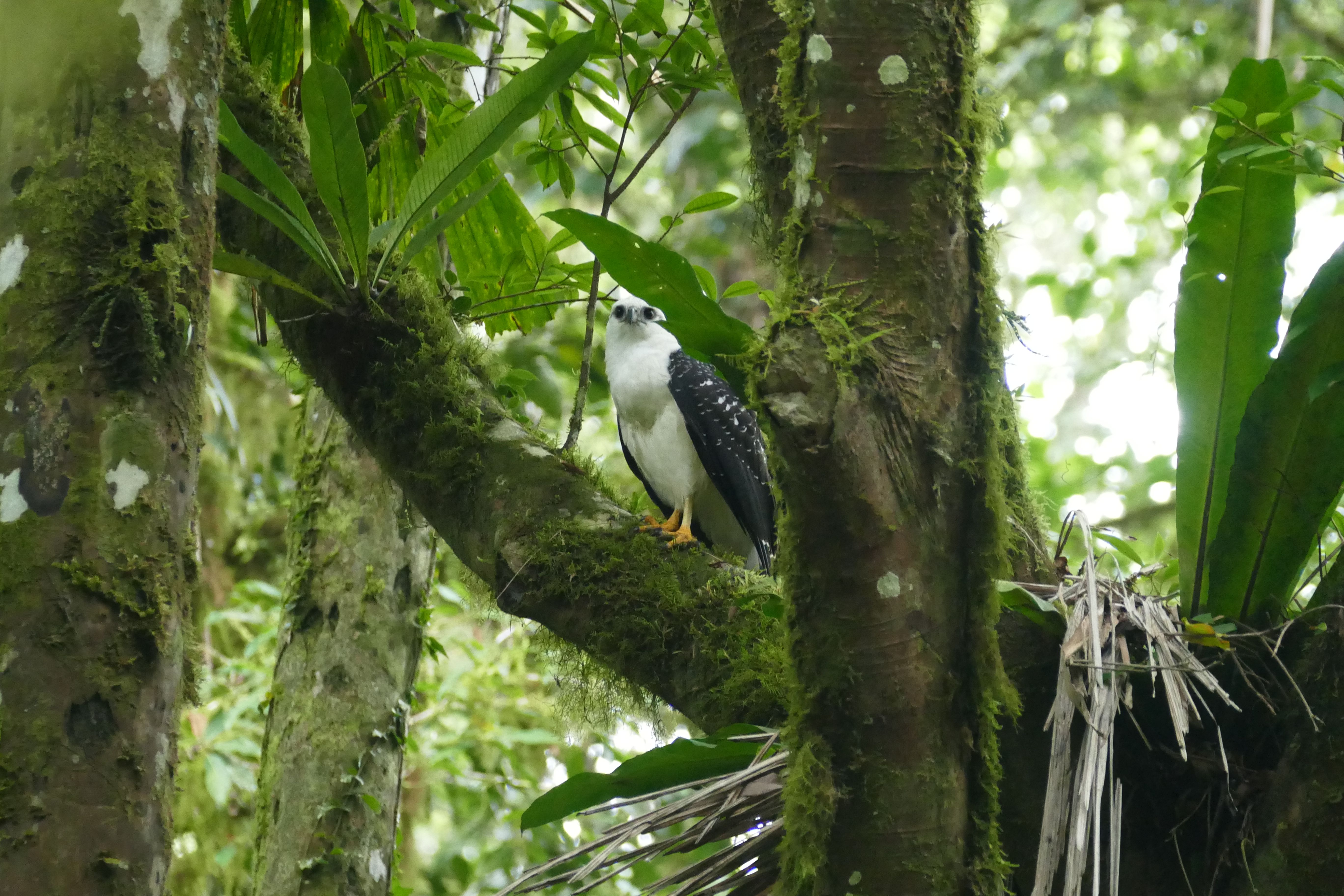 P1240548santa cruz komp