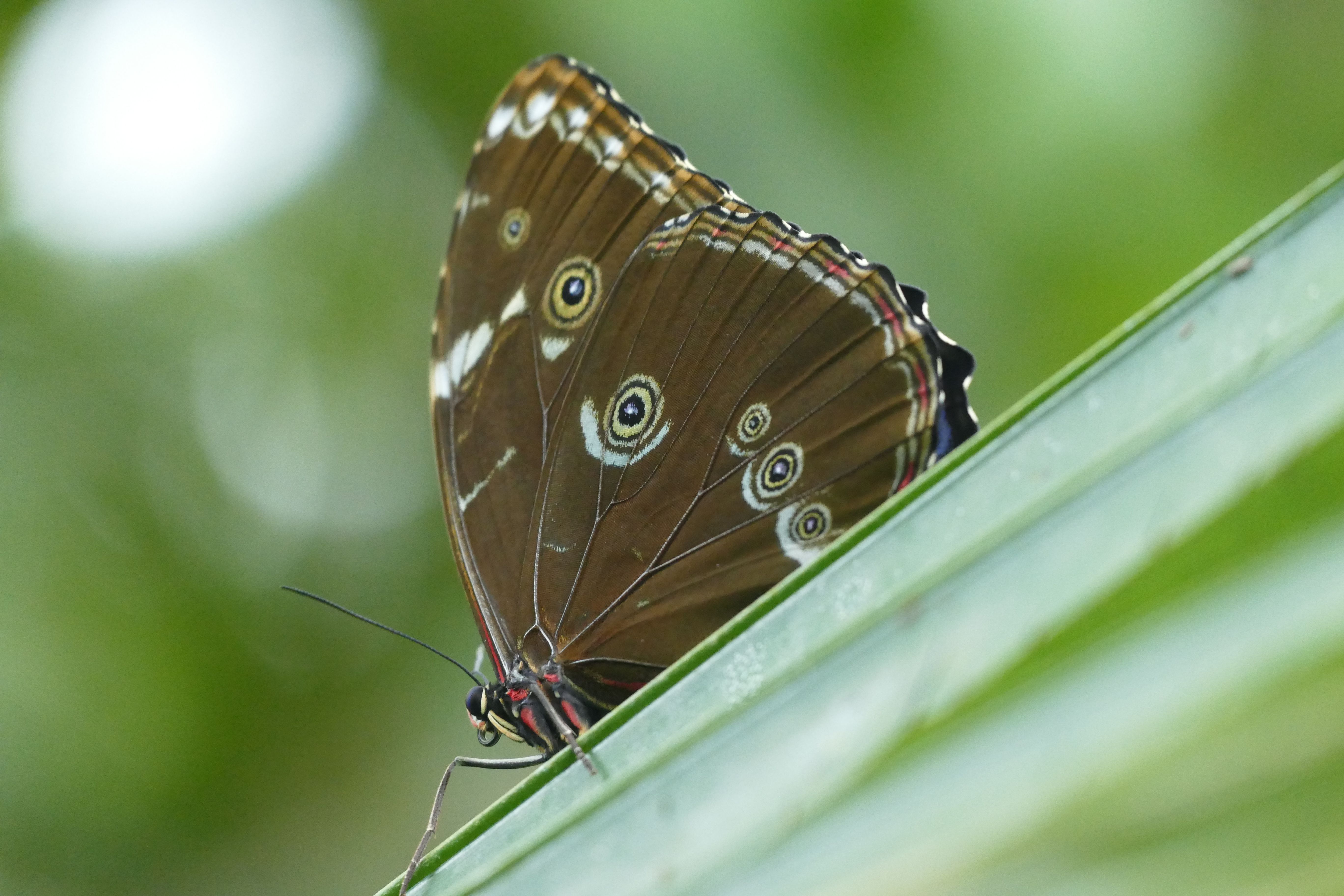 P1240551santa cruz komp