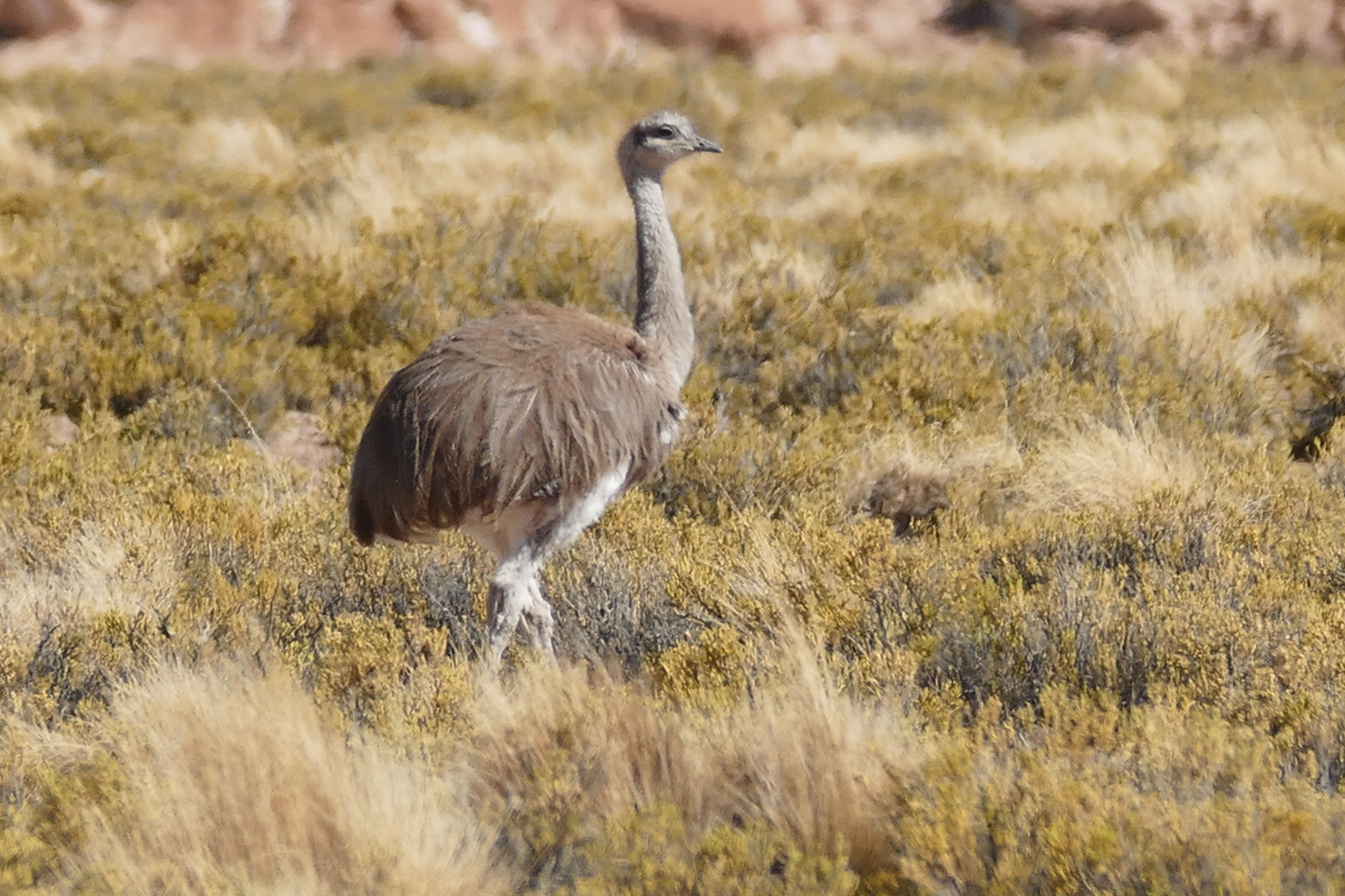 P1250579uyuni komp