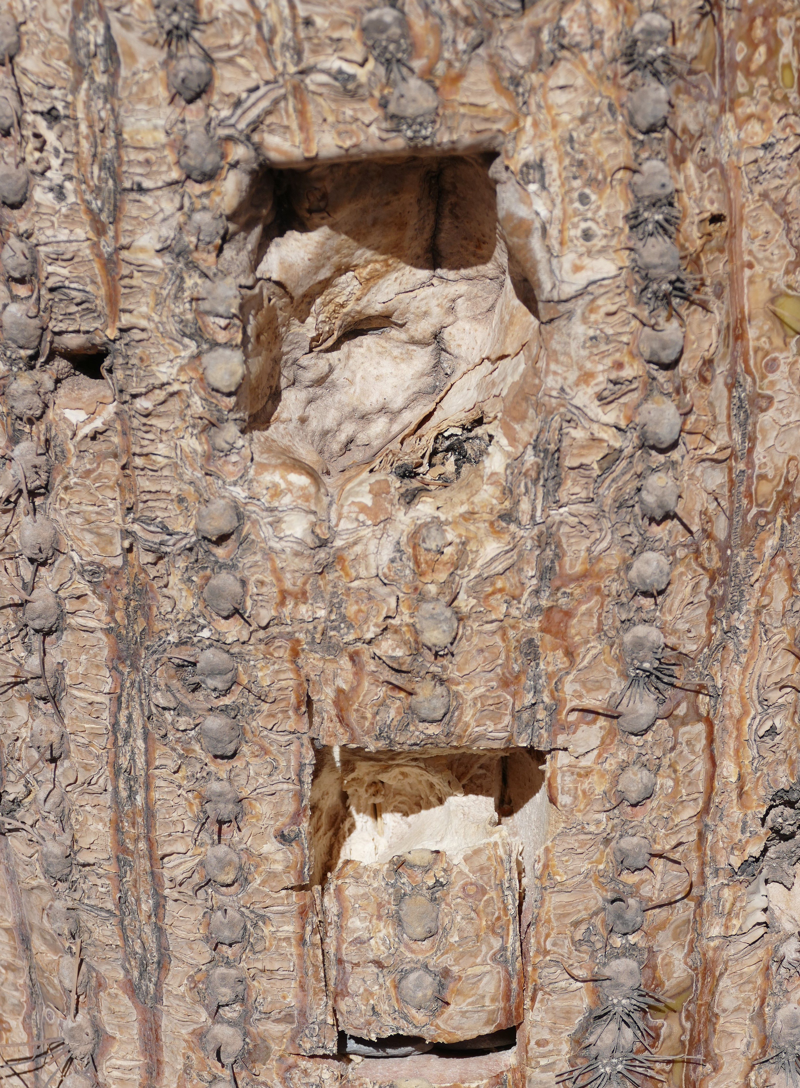 p1260811-2-salta_komp