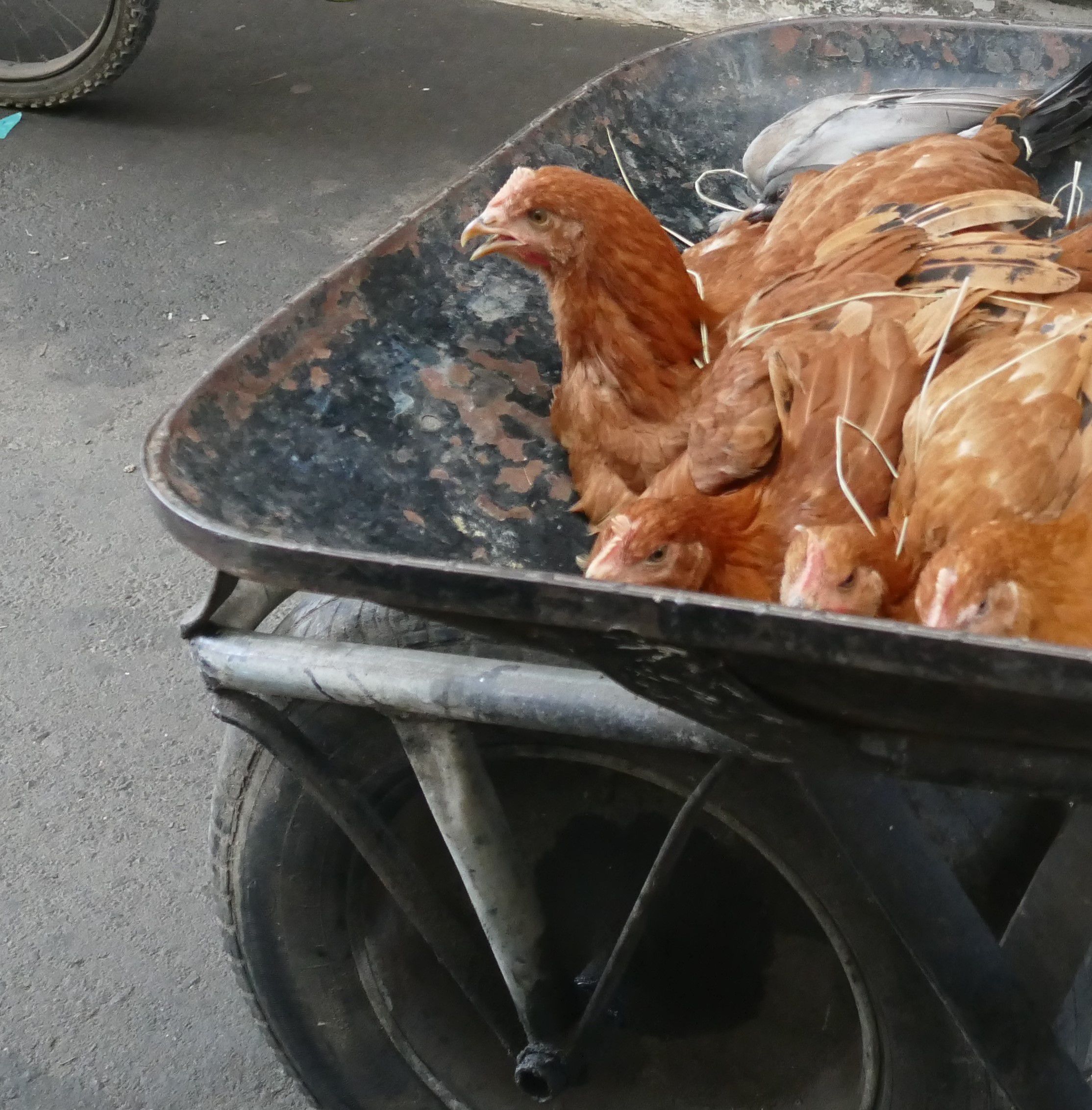 p1280513-2-salvador_comp