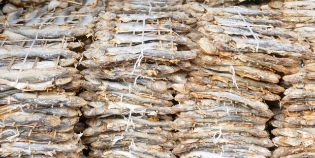 p1280535-salvador_comp