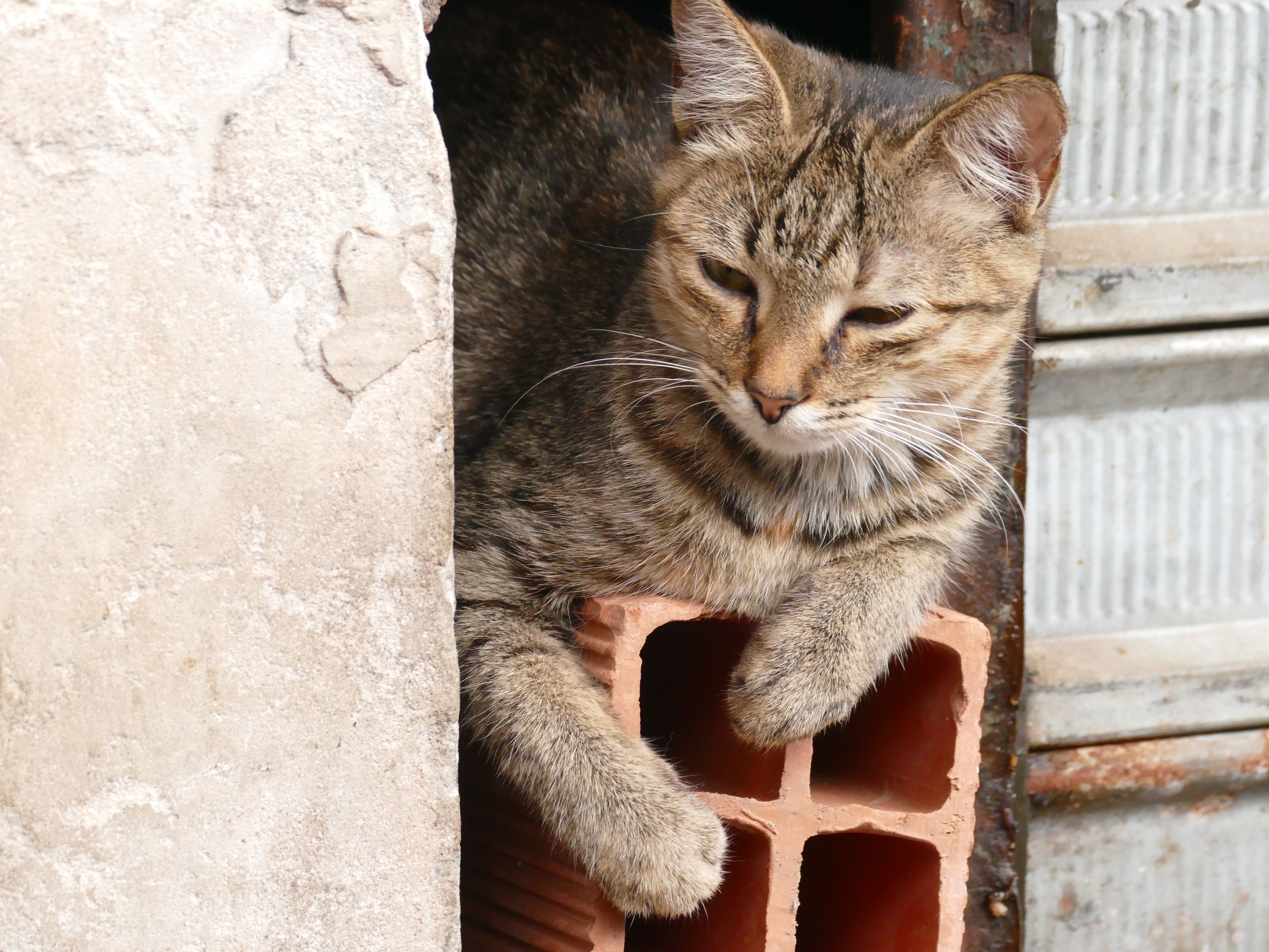 p1280548-salvador_comp