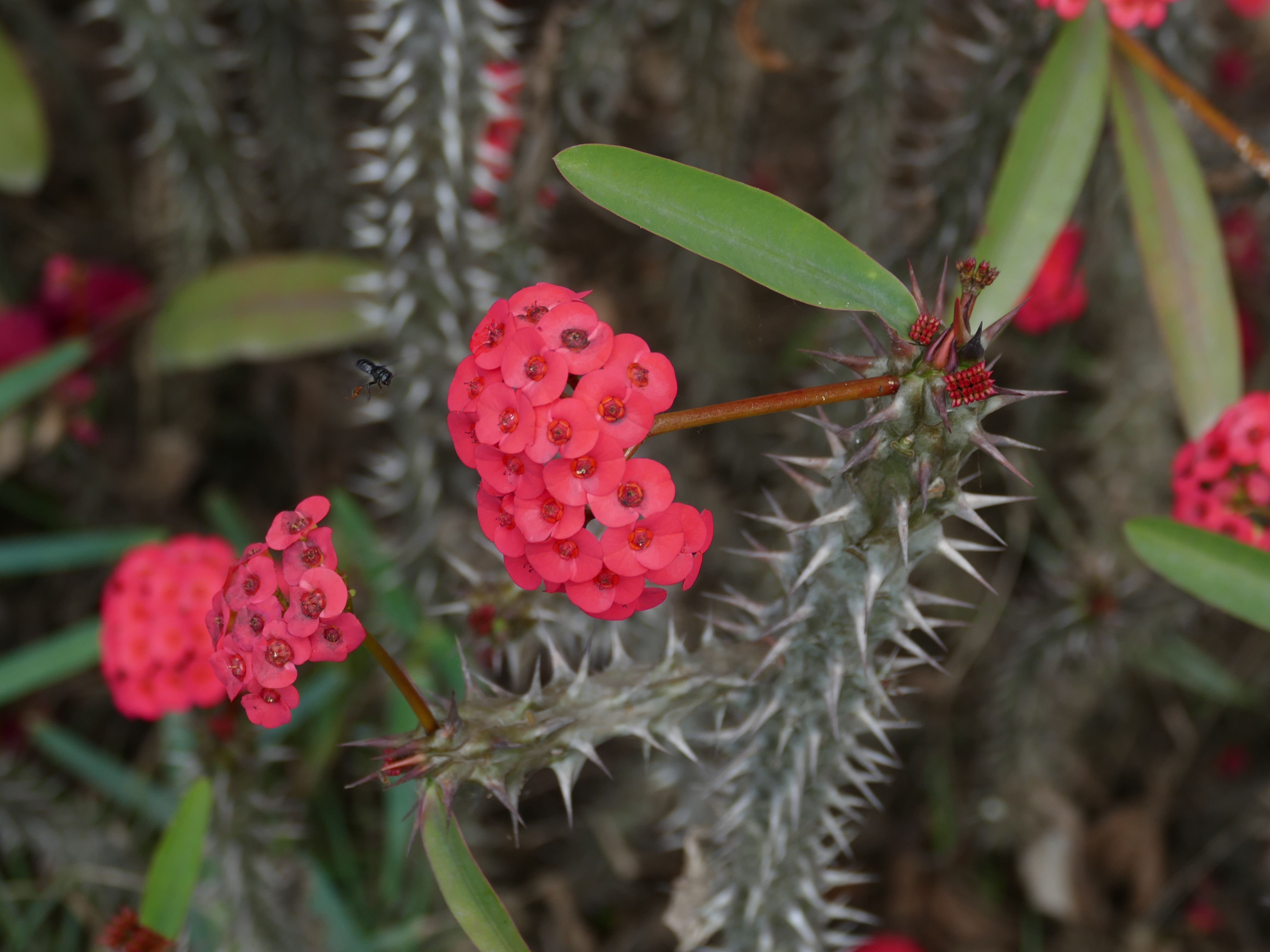 p1280857-parati_comp