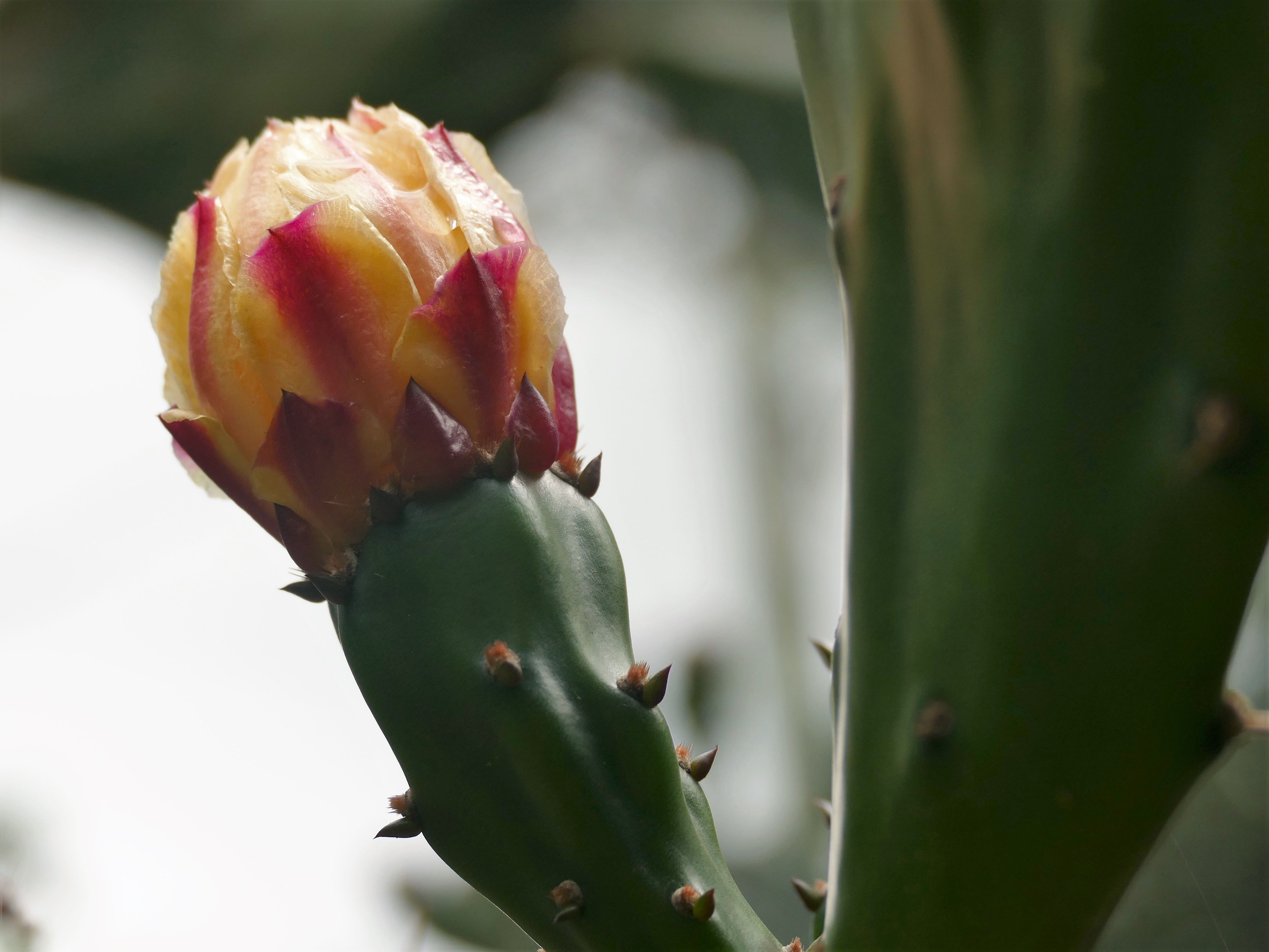 p1280980-trindade_comp