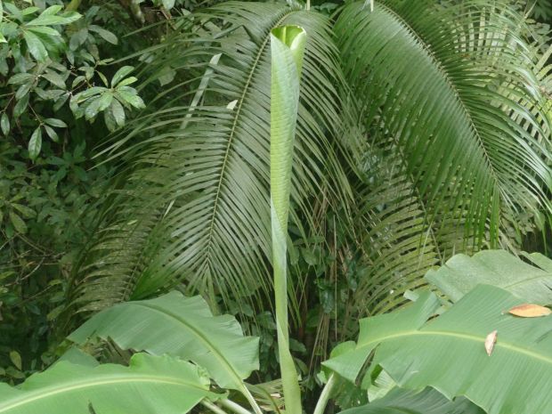 p1290241-trindade_comp